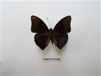 藏品(紅玉翠蛺蝶)的圖片